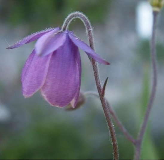 Aquilegia Species, Spurless Columbine, Paraquilegia