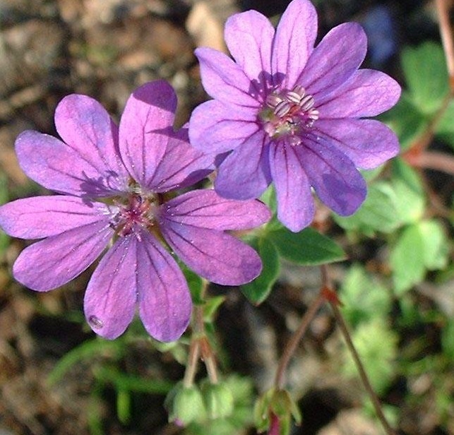 Geranium, Hardy Geranium, Hedgerow Cranesbill Bill Wallis