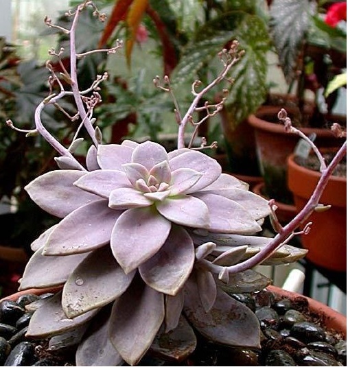 Graptopetalum Species, Beautiful Graptopetalum
