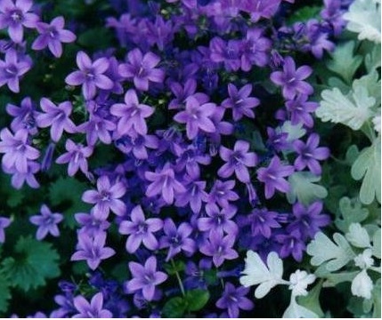 Campanula, Dwarf Bellflower, Harebell Birch Hybrid