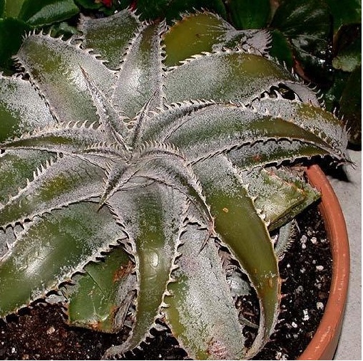 Dyckia Bromeliad Species