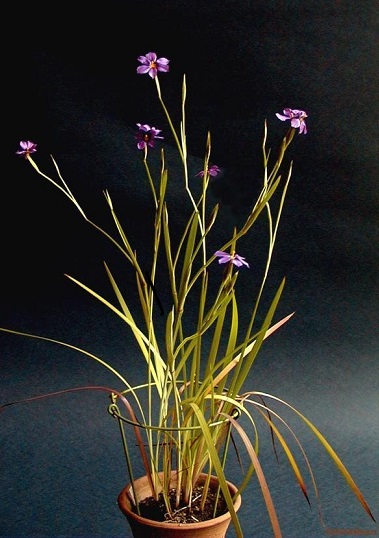 Sisyrinchium Species, California Blue-Eyed Grass