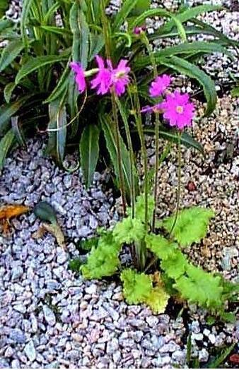 Primula Species, Siberian Primrose