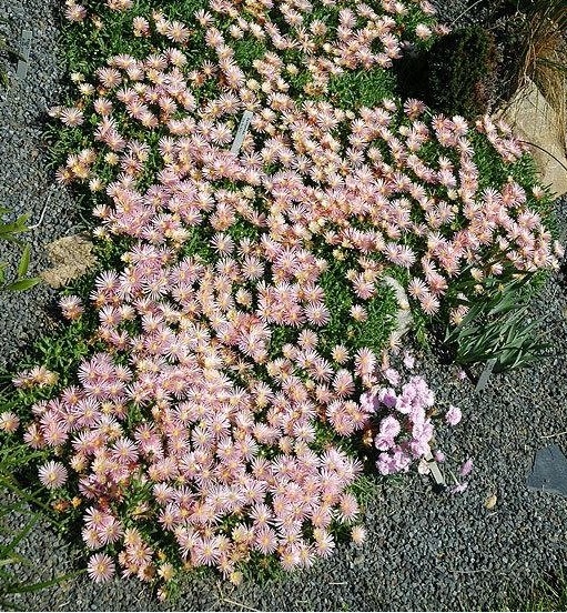 Delosperma, Ice Plant Mesa Verde