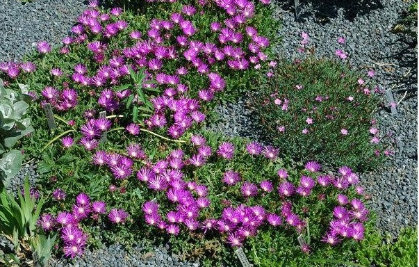Delosperma, Pink Ice Plant John Proffitt