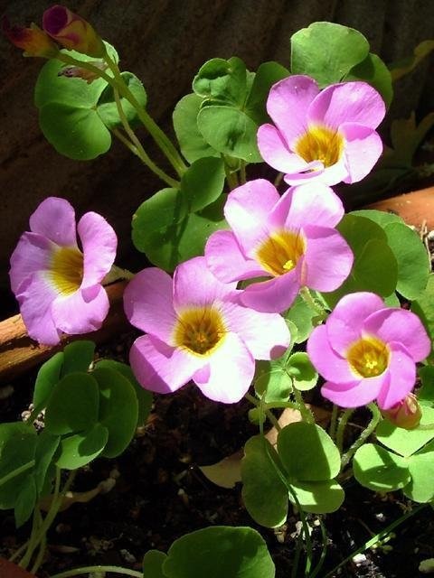 Oxalis Species, Shamrock, Wood Sorrel