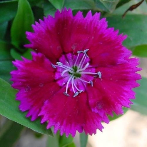 Dianthus, Sweet William Wee Willie
