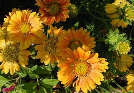 Gaillardia, Blanket Flower, Indian Blanket Summers Kiss