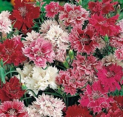 Dianthus, Clove Pinks, Cottage Pinks 'Spring Beauty'