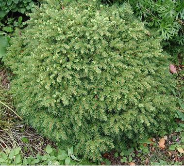Norway Spruce Little Gem