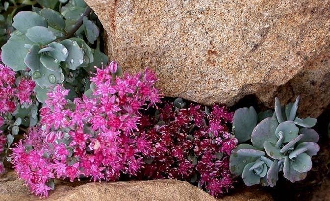 Hylotelephium, Cliff Stonecrop, Showy Stonecrop Lidakense