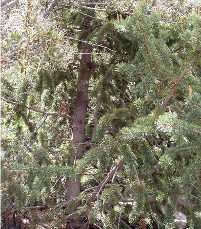 Bristlecone Pine, Foxtail Pine, Hickory Pine