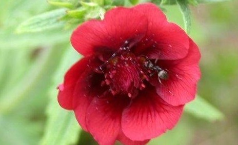 Potentilla, Cinquefoil Monarchs Velvet