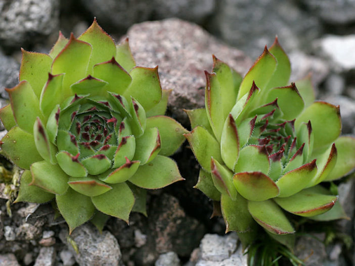 Sempervivum Species, Hens and Chicks, House Leek, Live-Forever