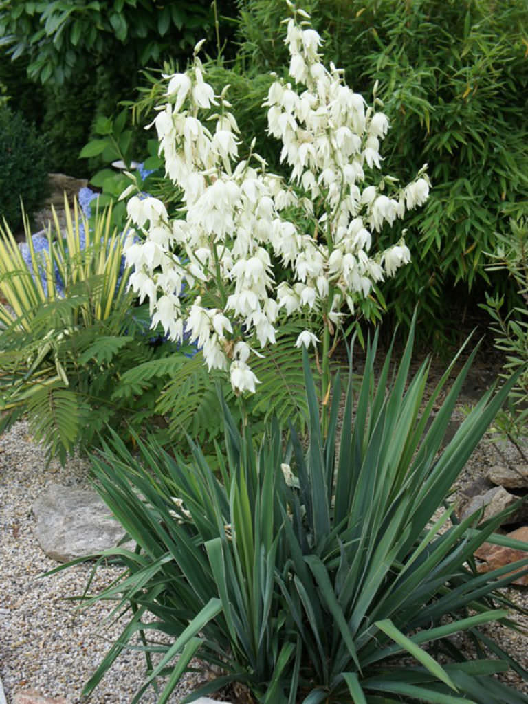 Yucca Species, Adams Needle, Needle-Palm, Spoonleaf Yucca