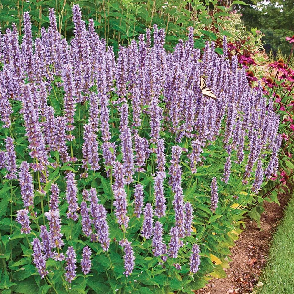 Agastache, Anise-Hyssop, Hummingbird Mint Blue Fortune