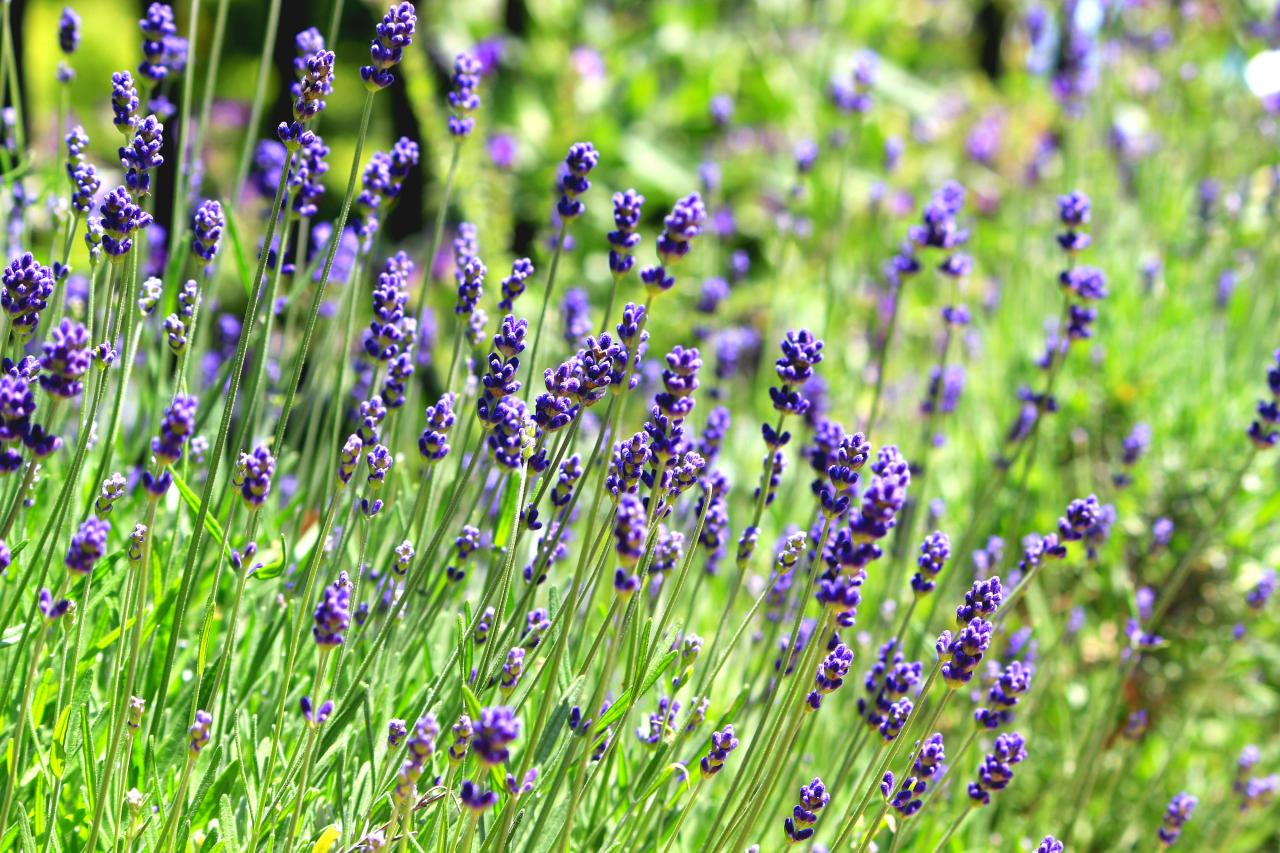 Lavandula Species, English Lavender, True Lavender