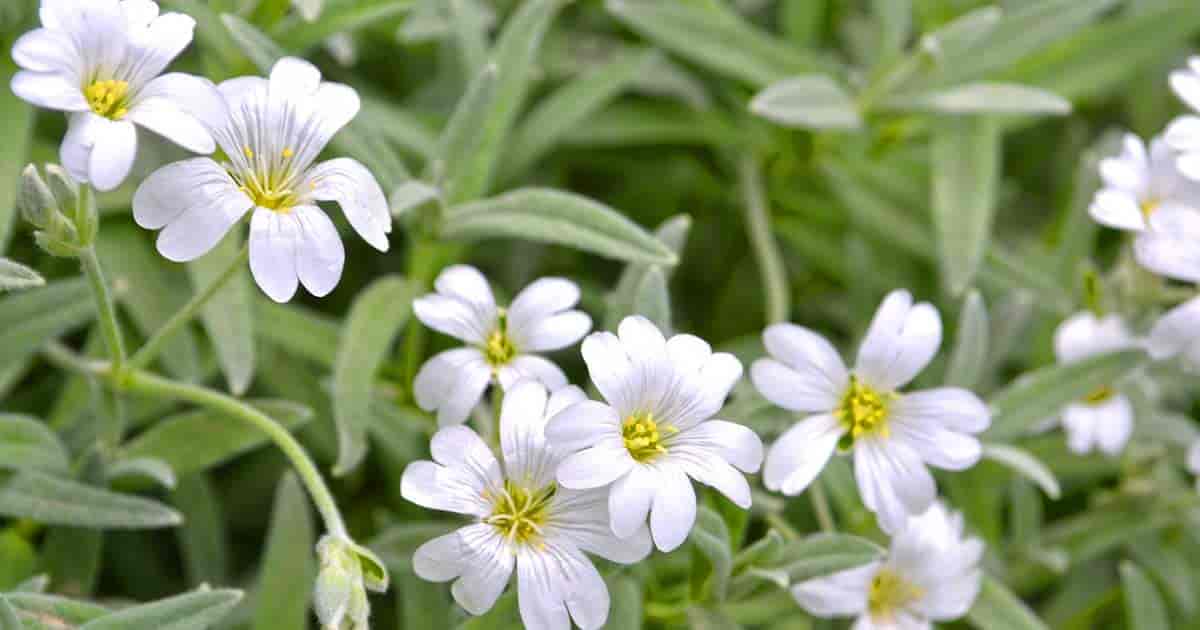 Cerastium Species, Mouse-Ear Chickweed, Snow-in-Summer