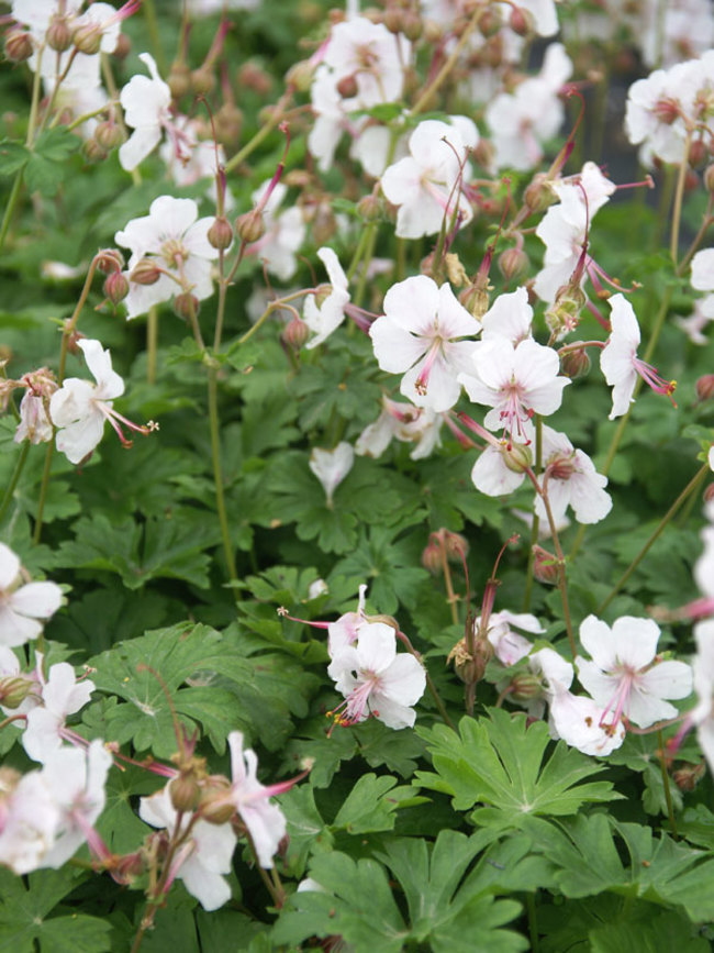 Geranium, Dwarf Cranesbill, Hardy Geranium Biokovo
