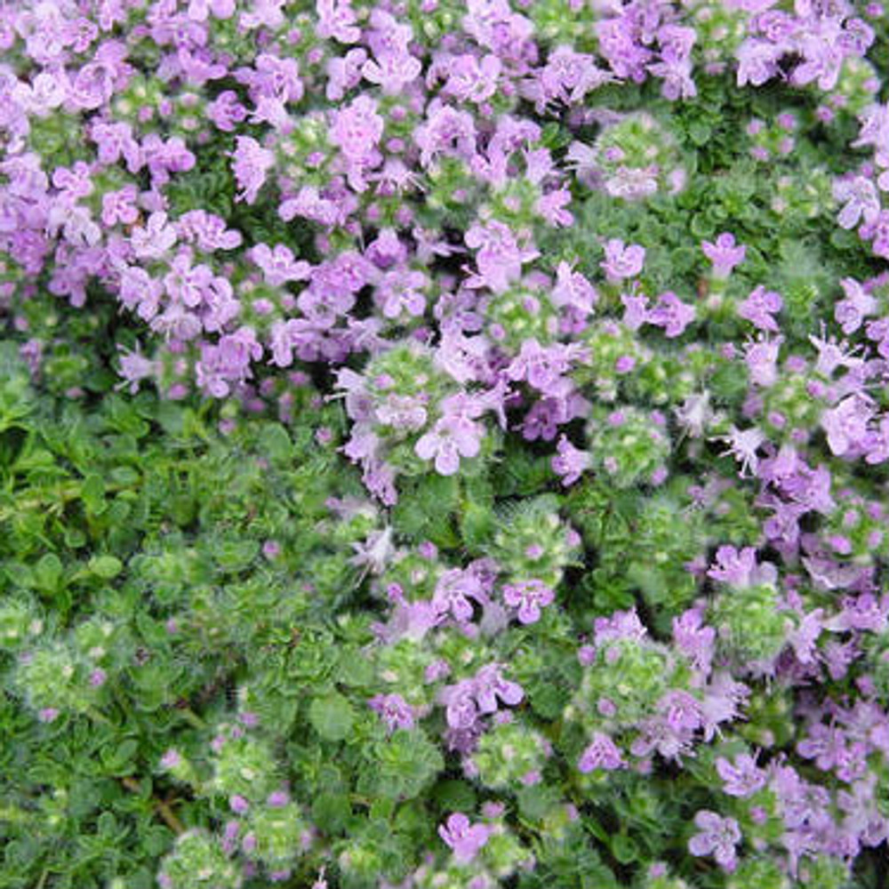 Thymus, Creeping Thyme, Elfin Thyme Elfin
