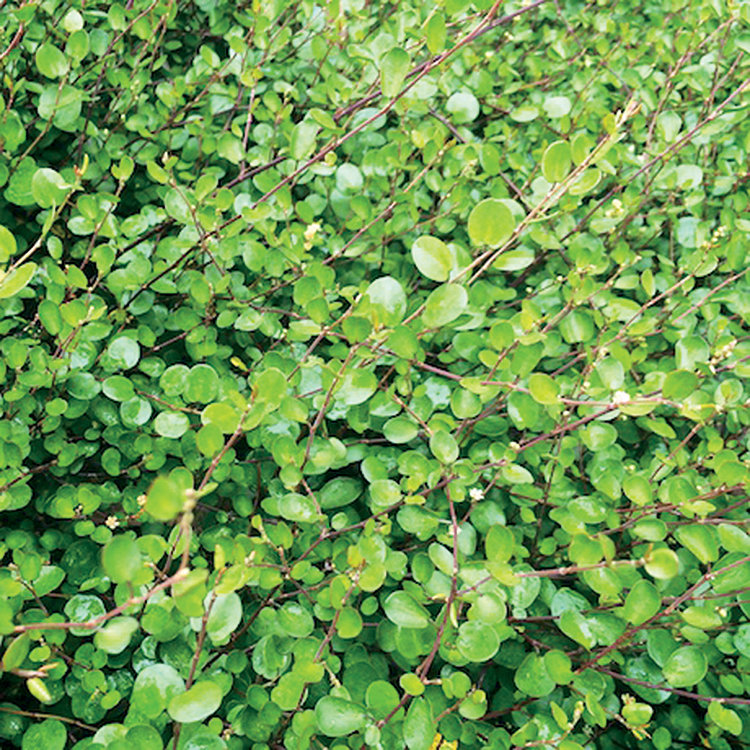 Muehlenbeckia, Creeping Wire Vine, Maidenhair Vine, Mattress Vine Nana