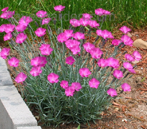 Dianthus, Cheddar Pinks Firewitch