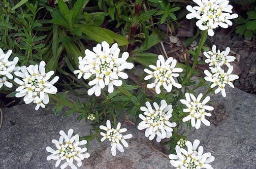 Iberis Species, Evergreen Candytuft, Garrexs Candytuft, Perennial Candytuft