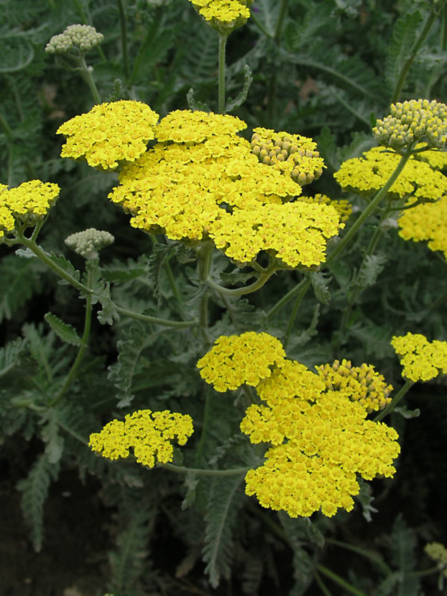 Achillea, Greek Yarrow Moonshine
