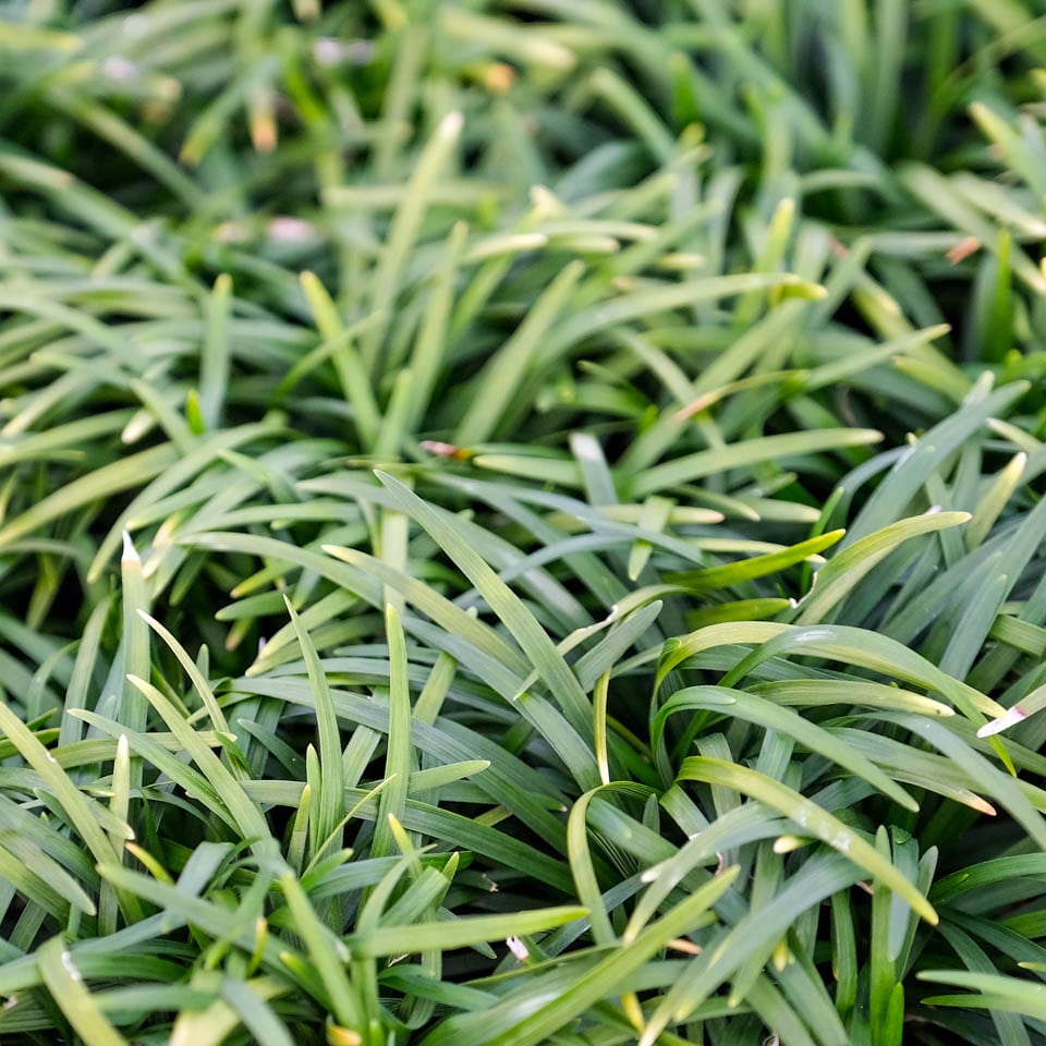Ophiopogon, Dwarf Mondo Grass, Monkey Grass Nana