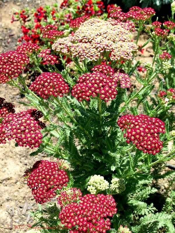 Achillea, Yarrow, Milfoil, Soldiers Woundwort, Staunchweed Paprika
