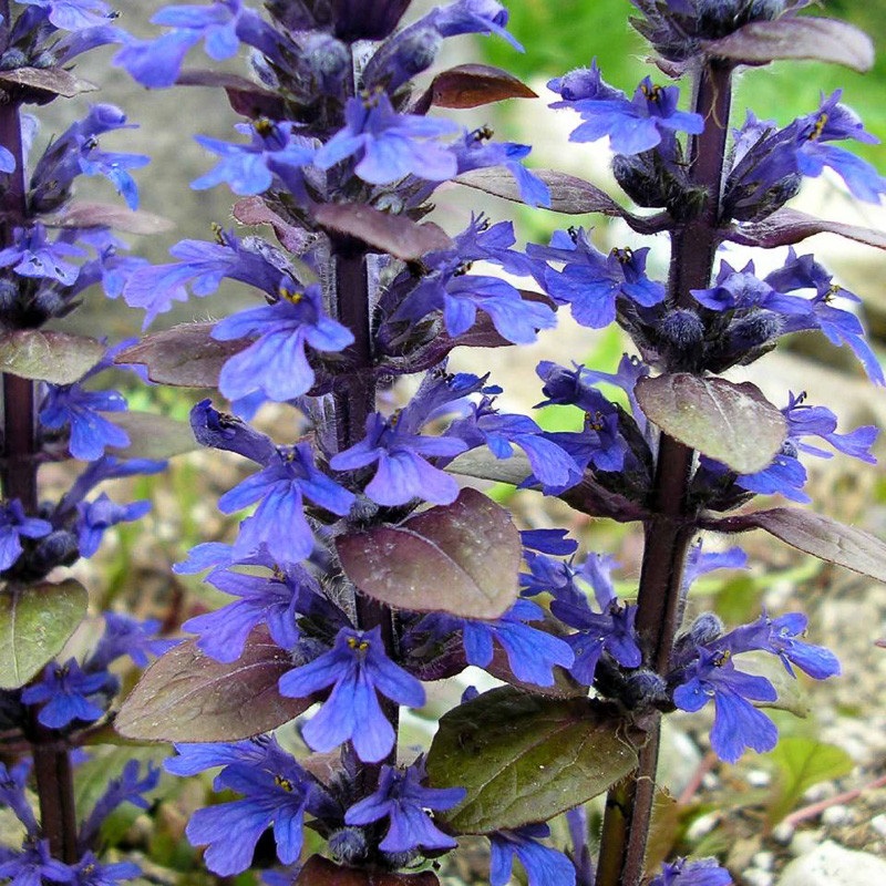Ajuga, Bugle, Bugleweed, Carpet Bugle Bronze Beauty