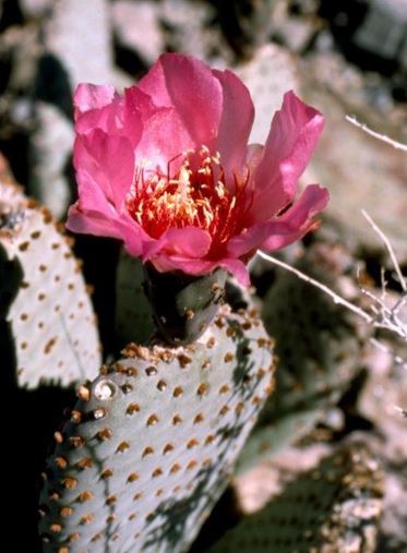 Opuntia Species, Prickly Pear Cactus, Beavertail Cactus, Beavertail Pricklypear
