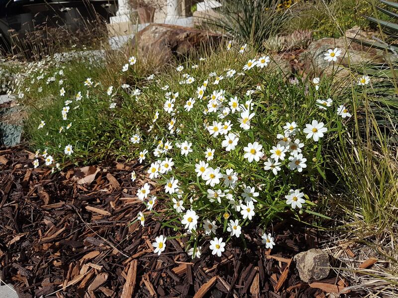 Melampodium Species, Arnica, Blackfoot Daisy, Plains Blackfoot, Rock Daisy