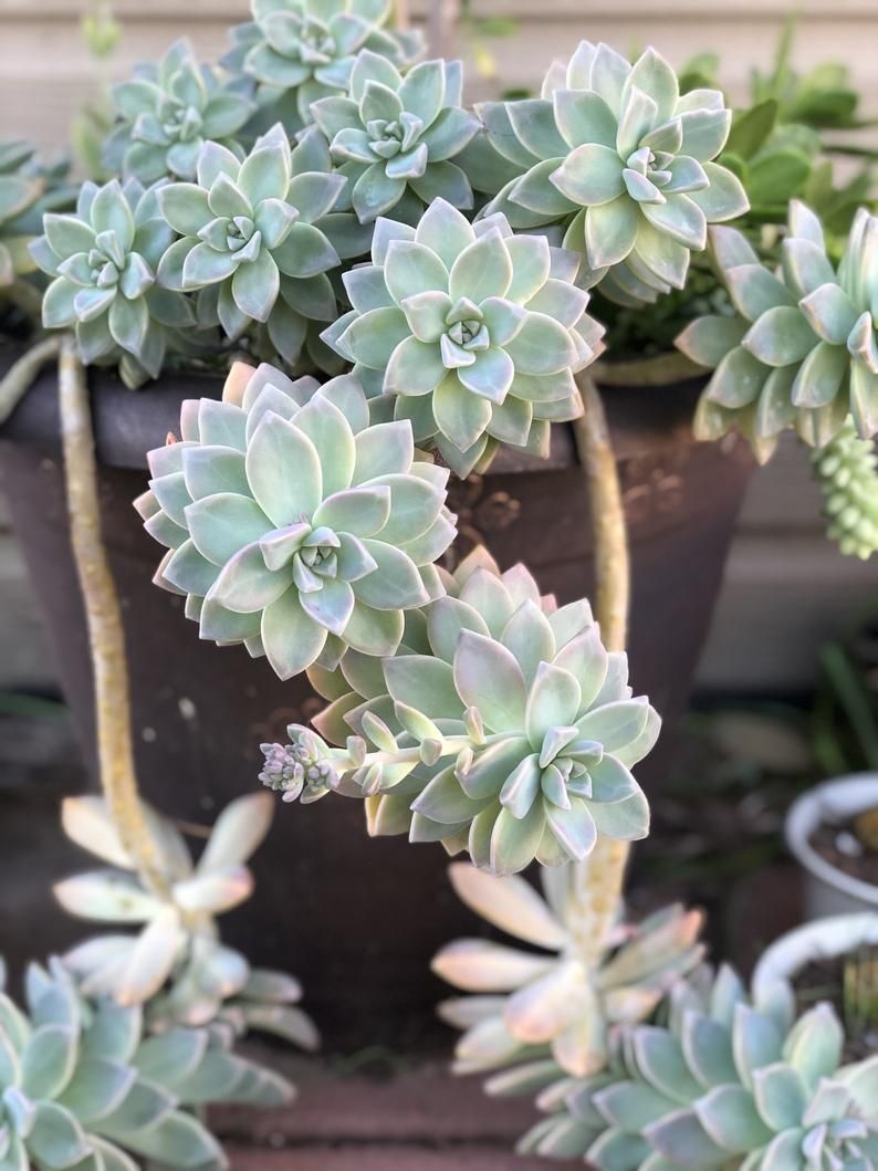 Graptopetalum Species, Ghost Plant, Mother of Pearl Plant