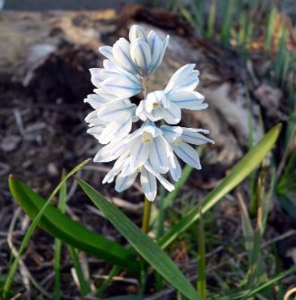 Striped Squill, Snowdrift, Early Stardrift