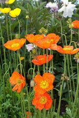 Papaver Species, Arctic Poppy, Iceland Poppy
