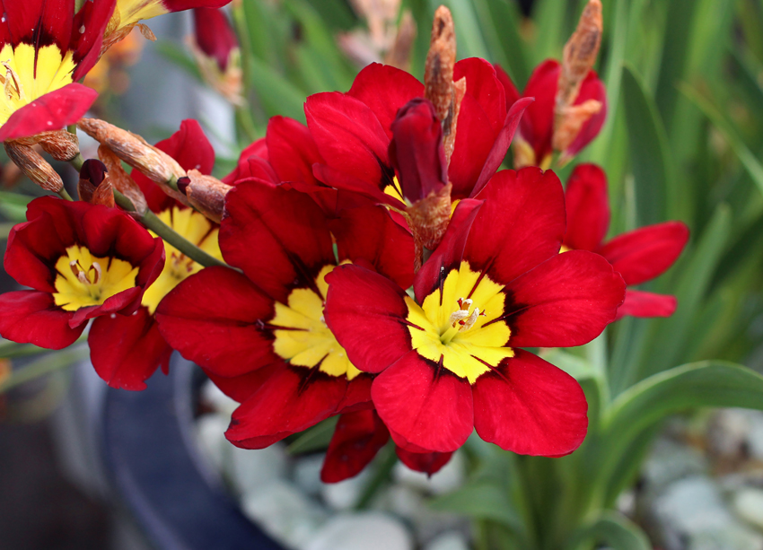 Sparaxis Species, Harlequin Flower