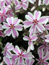 Phlox, Creeping Phlox, Moss Phlox Candy Stripe