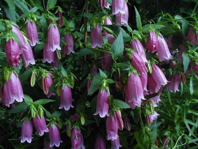 Campanula, Canterbury Bells, Spotted Bellflower Cherry Bells