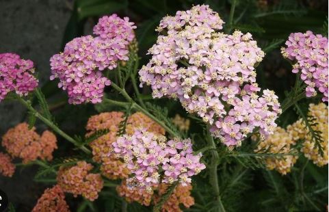 Achillea, Yarrow, Milfoil, Soldiers Woundwort, Staunchweed Summer Pastels