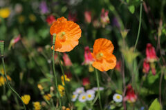Papaver Species, Atlas Poppy, Double Atlas Poppy, Moroccan Poppy, Spanish Poppy
