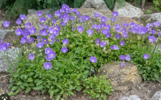 Campanula, Carpathian Bellflower, Carpathian Harebell, Tussock Bellflower Blue Clips