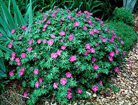Geranium Species, Bloody Cranesbill, Hardy Geranium