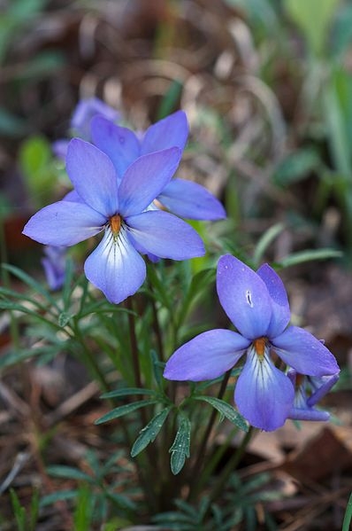 Viola Species, Birds Foot Violet, Crow Foot Violet