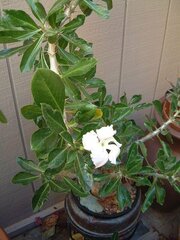 Pachypodium Species, Kudu Lily, Lundi Star, Star of Lundi