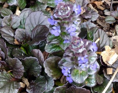 Ajuga, Bugle, Bugleweed, Carpet Bugle Catlins Giant