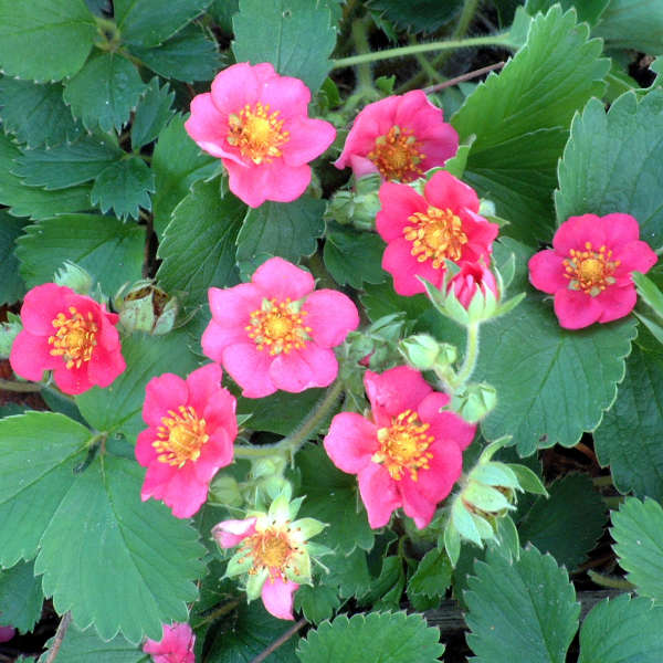 Fragaria, Ornamental Strawberry Lipstick