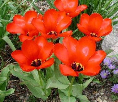Fosteriana Tulip Red Emperor