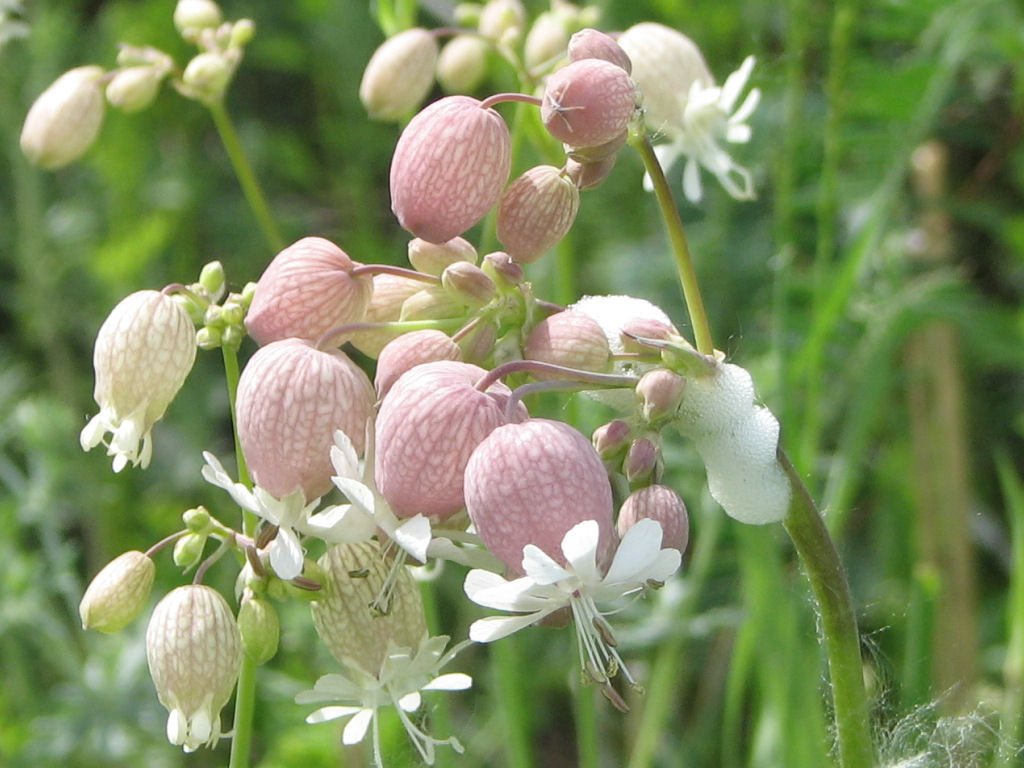 Silene Species, Bladder Campion, Maidenstears