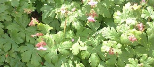 Geranium Species, Bigroot Geranium, Bulgarian Geranium, Rock Cranesbill